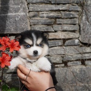 子犬のお迎え