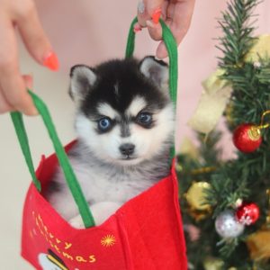 子犬の契約